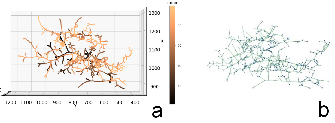 graph representation of a vascular network.